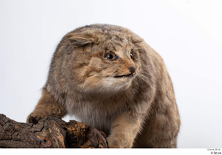 Wildcat Felis silvestris head tail whole body 0001.jpg